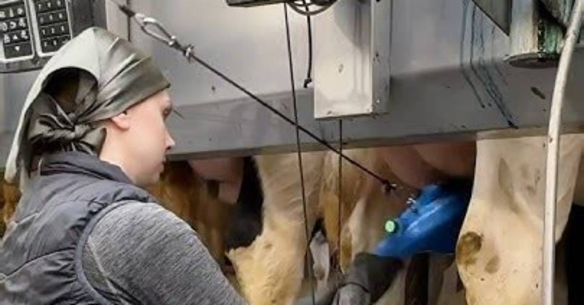 A Guide to "Milking the Udders Bumpinbaccas"