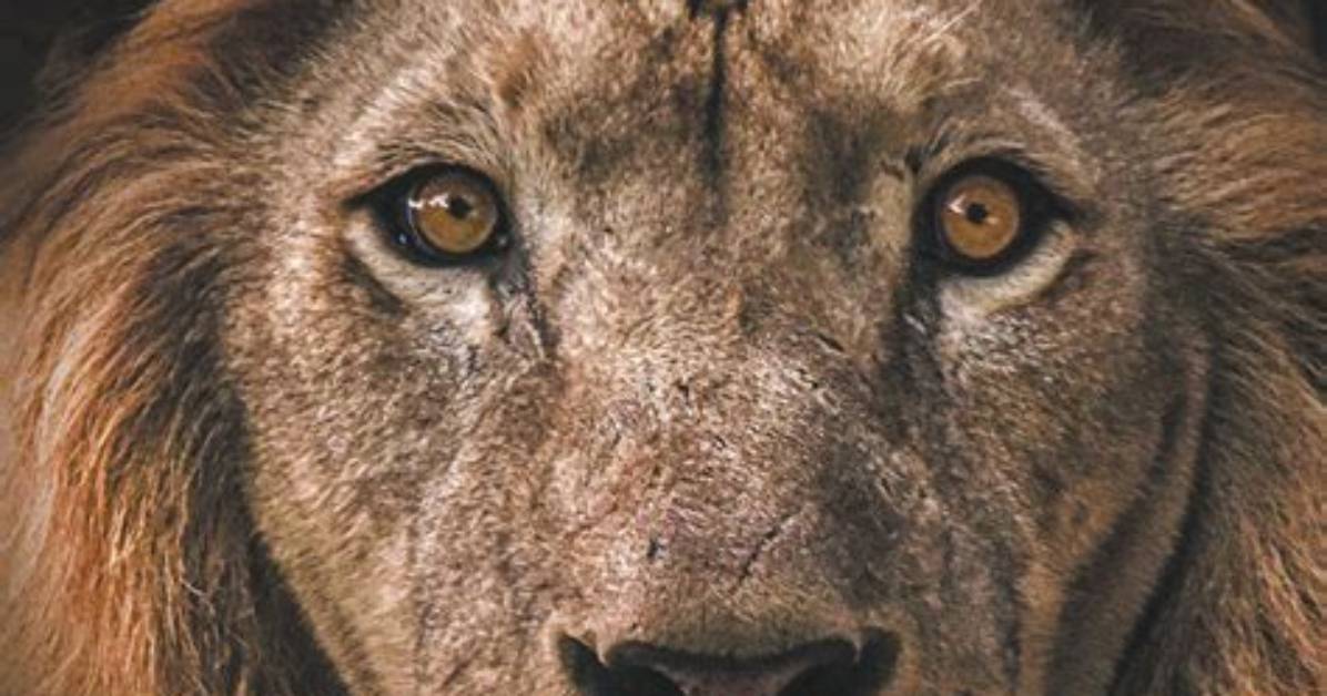 A Historian's Lens on Africa's Past