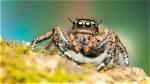 Can Spiders Plummet to Their Doom?