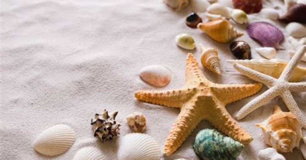 Can You Take Seashells Home from Hawaii? the Definitive Guide