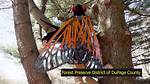 Captivating Moments: the Dupage County Cicada Video Experience