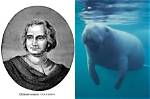 Christopher Columbus and the Manatee Mystery