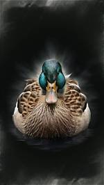 Discovering the Enigmatic Coal Duck: Nature's Marvel