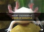 Exploring the Fascinating World of Axolotls: How Many Types Are There?
