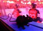 Florida Panthers Fans Have Been Throwing Rats on the Ice for Decades Now
