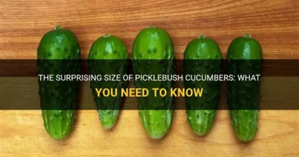 How Big Do Picklebush Cucumbers Get? |
