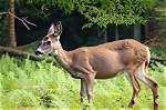 How Do You Know When a Deer Is Going to Give Birth?