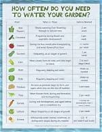 How Often Do You Need to Water an Olive Tree?
