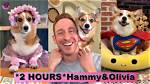 Meet the Adorable Hammy Olivia Corgi: a Social Media Sensation
