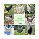 My Incredible Journey with My Pet Chicken