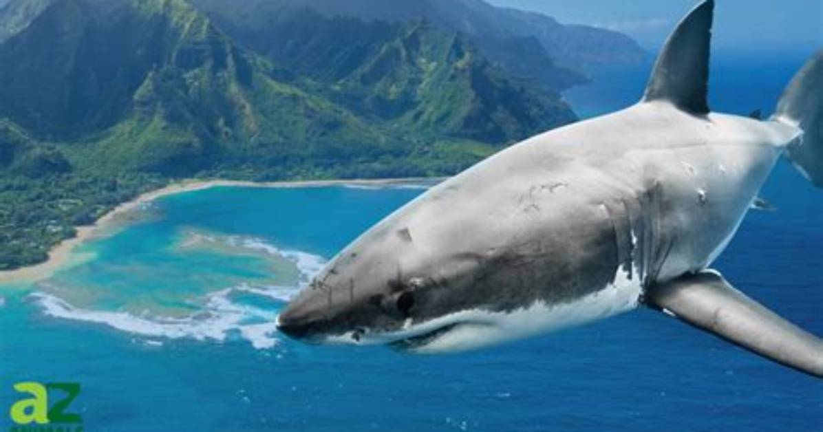 Shark Attacks in Honolulu, Hawaii