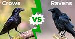 The Intriguing Differences Between Ravens and Crows