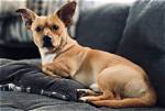 The Perfect Blend: Pitbull and Chihuahua Mix