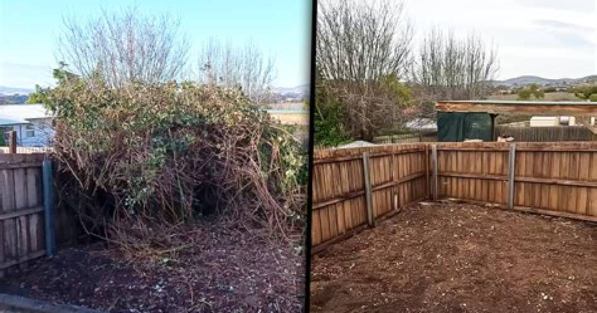The Shocking Truth Behind the Dog Cage Incident |