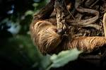 The Surprisingly Slow: Unveiling the World's Slowest Animal
