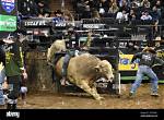 Uncover the Secrets of Top Dollar Bucking Bulls: a Journey into Power,