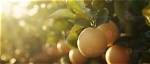 Uncover the Wonders of Fruit Cultivation with Fruits Magazine