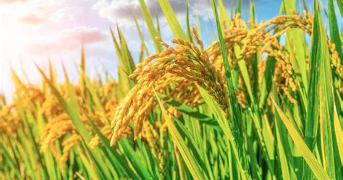 Unlocking the Secrets to Higher Rice Yields and Enhanced Profits