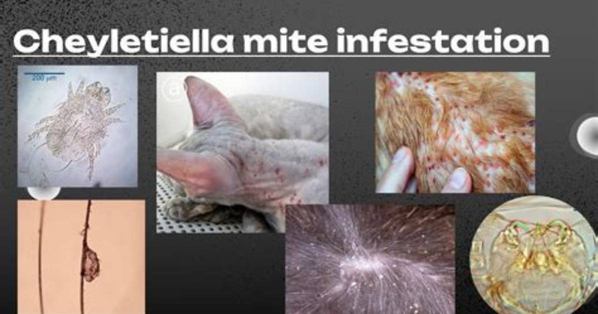 Unveiling Cheyletiella Mite Bites: Unraveling the Mystery