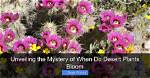 Unveiling the Mystery: What Is Daisy Bloom's Real Name?