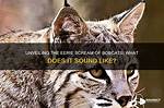 Unveiling the Secrets: Bobcat Screams Demystified!