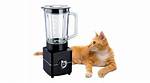 Unveiling the Secrets of Cat Blender Videos: a Journey of Discovery