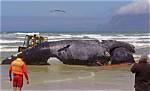 Whale Bitten in Half Hawaii