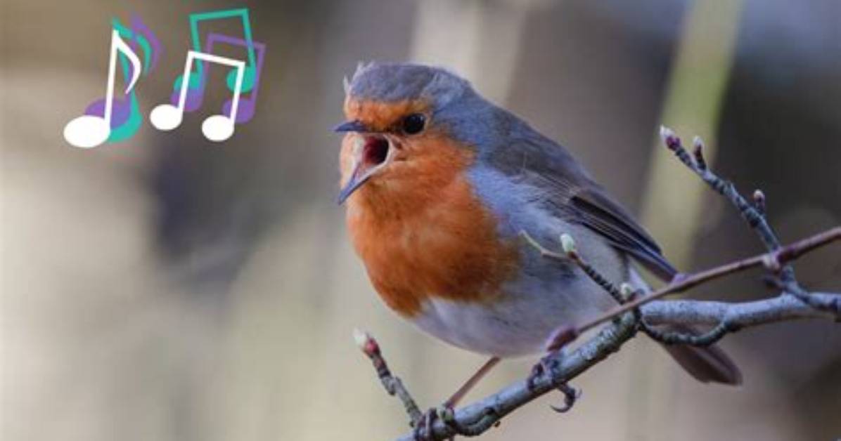 When the Bird Sings: Let the Bodies Speak