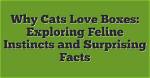 Why Can't This Be Love? Exploring the Mysteries of Unrequited Affection